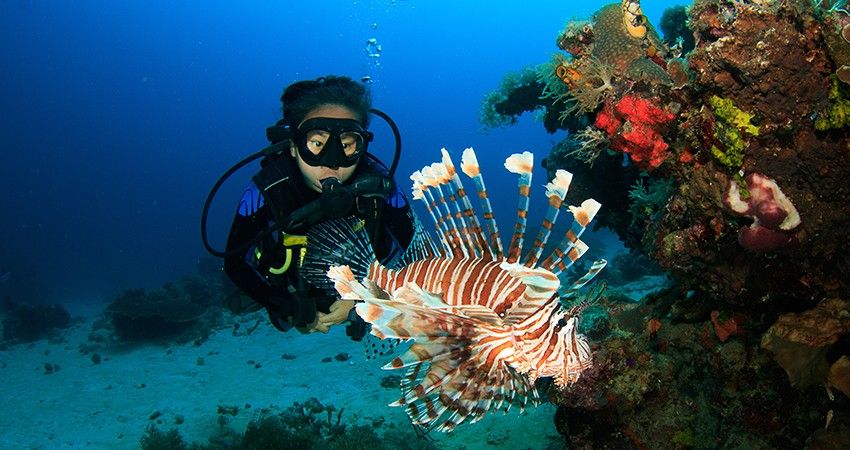 Discover the Best Dive Resorts on the Red Sea Coast