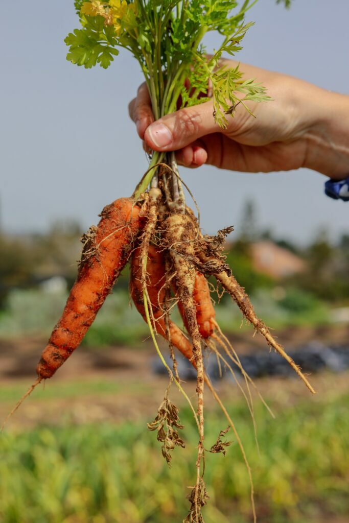 The Rise of Organic Farming