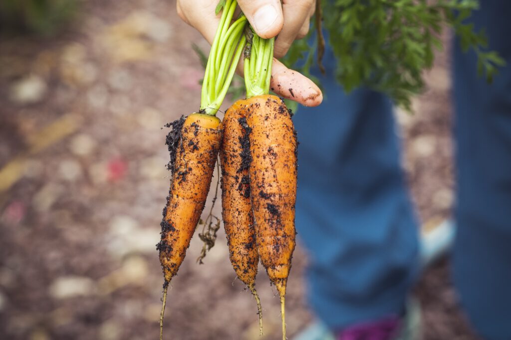 The Rise of Organic Farming