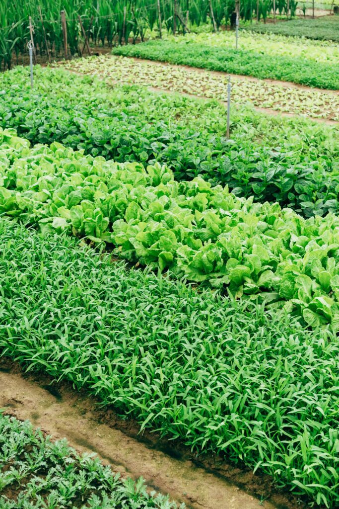 The Rise of Organic Farming