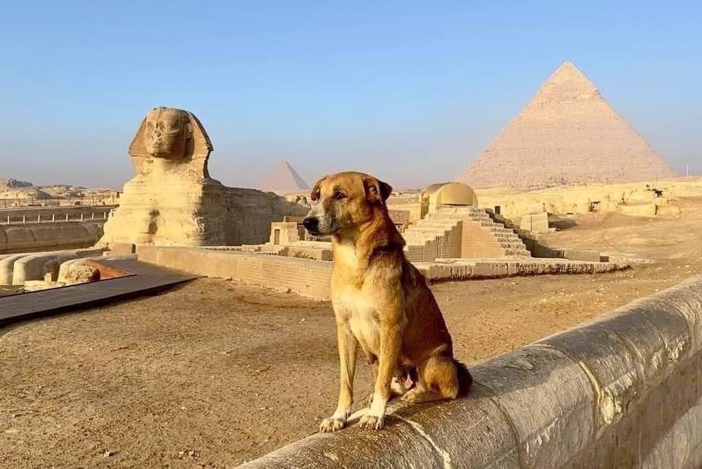 Pyramind Dog Dog Climbs Great Pyramid in Daring Egyptian Adventure