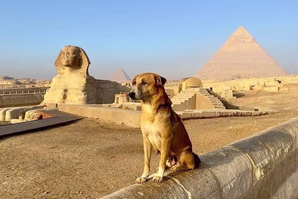 Dog Climbs Great Pyramid in Daring Egyptian Adventure